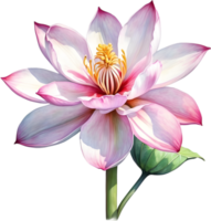 AI generated Watercolor painting of Brahma Kamal flower. png