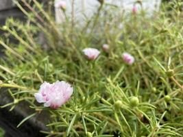Portulaca grandiflora Moss Rose, Sun plant, Sun Rose,Portulaca. A colorful blossom, petals stacked overlapping in layers which variable and multi-colored, supported by tiny, thick and fleshy leaves photo