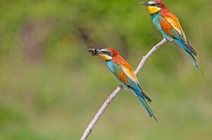 Bee-eating European Bee-eater, Merops apiaster. Green background. Colourful birds. photo