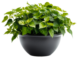 AI generated Lush variegated pothos plant in a textured black pot on transparent background - stock png. png