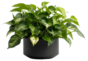 AI generated Lush variegated pothos plant in a textured black pot on transparent background - stock png. png