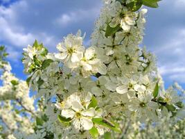 Branch of a blossoming tree with white flowers photo