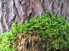 Bark of old tree covered by a moss, close-up photo