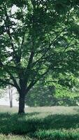 A solitary tree standing tall in a lush green field video