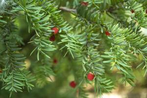 Evergreen tree close up. Yew tree. Green natural pattern. Taxus baccata. photo