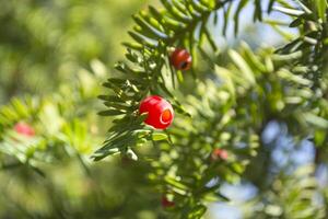 Evergreen tree close up. Yew tree. Green natural pattern. Taxus baccata. photo