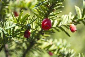 Evergreen tree close up. Yew tree. Green natural pattern. Taxus baccata. photo