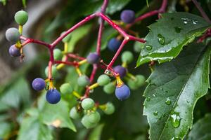 el salvaje uvas madura. foto