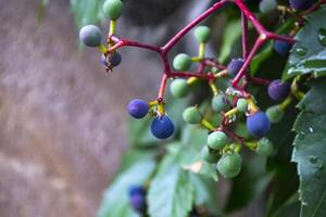 el salvaje uvas madura. foto