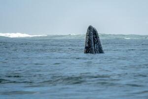 Spy hopping grey whale in san ignacio lagoon puerto chale maarguerite island baja california sur mexico photo