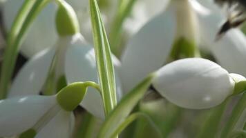 bucaneve, fiore, primavera. bianca bucaneve fioritura nel giardino, presto molla, segnalazione fine di inverno. video