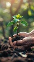 AI generated Close-up of hands nurturing a young plant photo