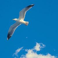 AI generated view Graceful seagull gliding effortlessly through expansive blue sky For Social Media Post Size photo