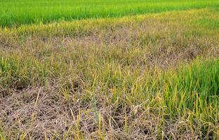 Rice leaf turn into yellow caused of overfertilization. Nitrogen can also make your grass turn yellow due to chemical burn and eventually kill it. photo