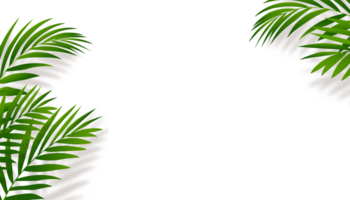 groen palm bladeren met schaduw silhouet, element tropisch kokosnoot blad, illustratie natuur voorwerp decoratie voor zomer banier of kaart. png