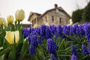 Hyacinths and tulips with Sari Kosk or Yellow Pavilion on the background photo