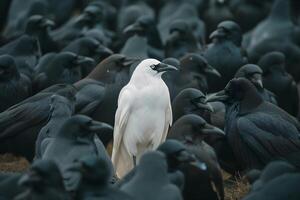 ai generado un blanco cuervo entre muchos negro cuervos foto