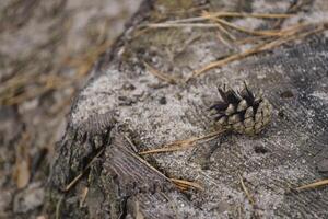 A small cone on a stupm, close up. photo