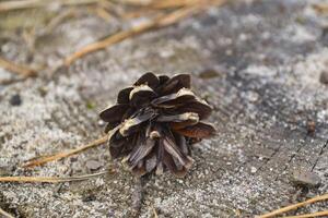 A small cone on a stupm, close up. photo