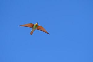 Blue-cheeked Bee-eater, Merops persicus flying in the sky. photo