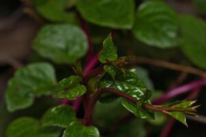 alogbate or malabar spinach photo