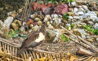 Muscovy duck in garden tropical nature in Puerto Escondido Mexico. photo