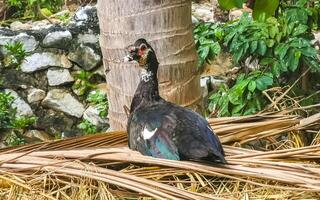 Muscovy duck in garden tropical nature in Puerto Escondido Mexico. photo