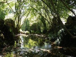 río con reflexión en el bosque foto