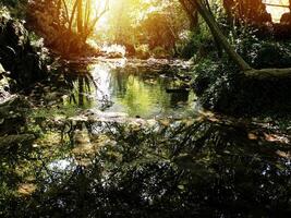 River with Reflection in The Forest photo