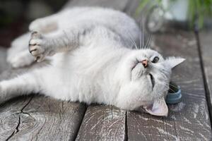 juguetón gato tiene divertido con un hierba gatera pelota juguete, favorito actividad de peludo mascotas, un emocionante juguete tratar para tu amado mascota foto