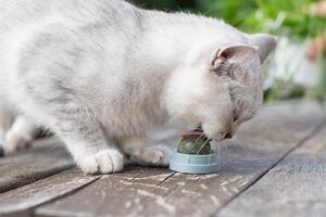 escocés gatito tiene divertido con un hierba gatera pelota juguete, favorito actividad de peludo mascotas, emocionante juguete tratar para tu amado mascota foto
