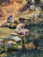 un grupo de monos consciente de turistas foto