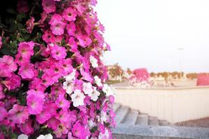 flores en pueblo novi becej, serbia foto