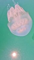 grande medusa dentro a mar, rizostoma pulmão, rizostomatidae, flutuando dentro a água. Claro azul água superfície com Sol brilho. abstrato náutico natureza, lento movimento video