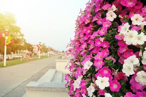 puesta de sol con flores en novi becej, serbia foto