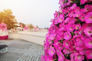 Pink Flowers in Novi Becej, Serbia photo