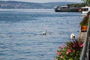 Swan Family in the Lake photo
