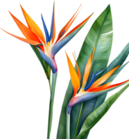 AI generated Watercolor painting of Crane Flower ,Strelitzia reginae. png