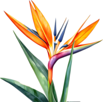 ai generado acuarela pintura de grua flor ,strelitzia reginae. png