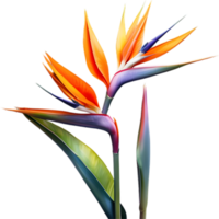 ai gegenereerd waterverf schilderij van kraan bloem ,strelitzia reginae. png