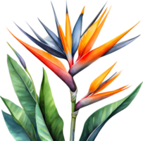 ai généré aquarelle La peinture de grue fleur ,strelitzia reginae. png