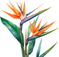 ai généré aquarelle La peinture de grue fleur ,strelitzia reginae. png