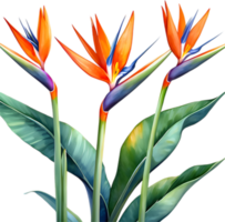 AI generated Watercolor painting of Crane Flower ,Strelitzia reginae. png