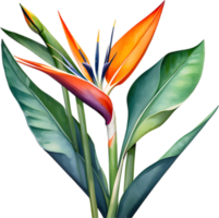 AI generated Watercolor painting of Crane Flower ,Strelitzia reginae. png