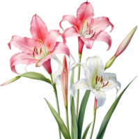 AI generated Watercolor painting of Crinum lily ,Crinum delagoense, flower. png