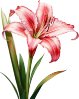 AI generated Watercolor painting of Crinum lily ,Crinum delagoense, flower. png