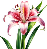 AI generated Watercolor painting of Crinum lily ,Crinum delagoense, flower. png