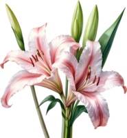 AI generated Watercolor painting of Crinum lily ,Crinum delagoense, flower. png