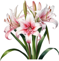 AI generated Watercolor painting of Crinum lily ,Crinum delagoense, flower. png