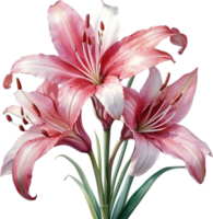 AI generated Watercolor painting of Crinum lily ,Crinum delagoense, flower. png